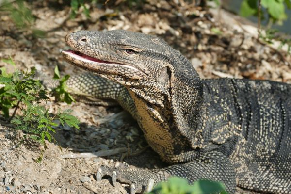 Comment gérer le comportement alimentaire d'un varan de savane en captivité?