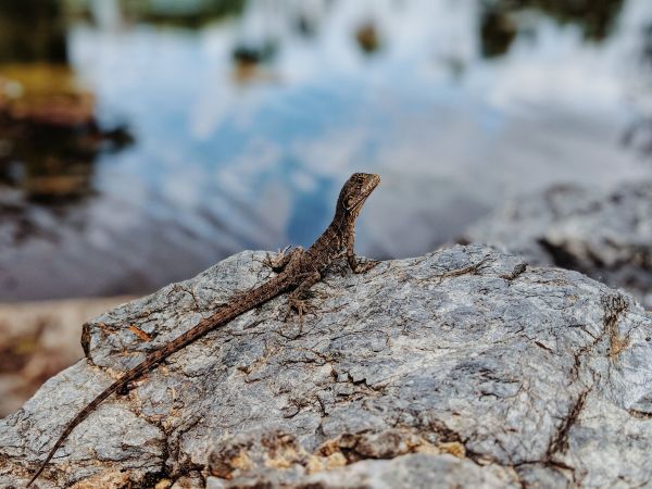 Comment les lézards régulent-ils leur température corporelle dans des environnements variés?