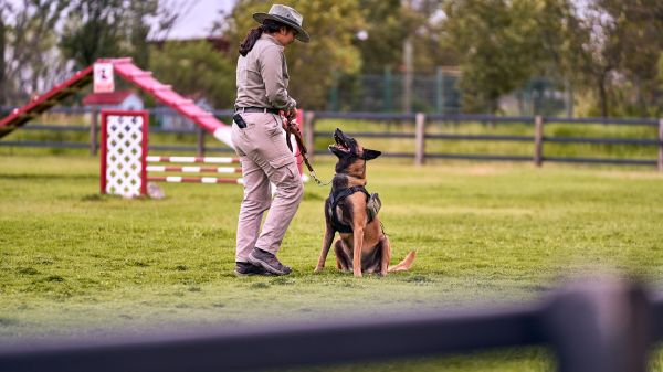 Comment organiser un programme d'entraînement journalier pour un chien de race Malinois hyperactif?