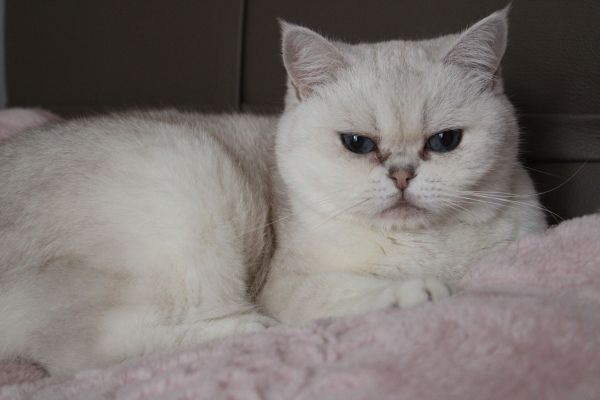 Quelle routine de soins est conseillée pour un chat de race American Shorthair à la peau grasse ?