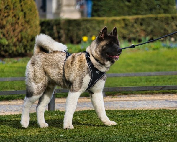 Quels sont les avantages de l'utilisation d'un harnais anti-traction pour un chien de race Akita Américain?