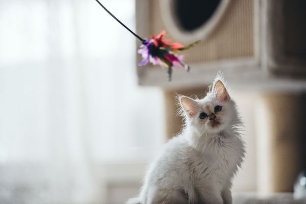 Quels sont les meilleurs jouets interactifs pour un chat de race Oriental à haute énergie ?