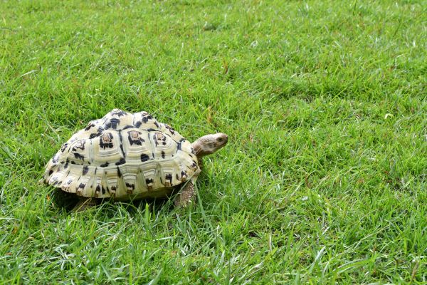 Quels sont les signes de stress chez une tortue léopard et comment y remédier?