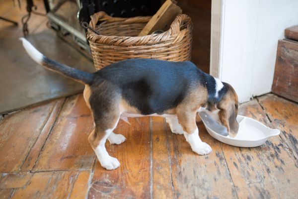 Quels sont les signes de surpoids chez un chien de race Beagle et comment adapter son régime alimentaire?