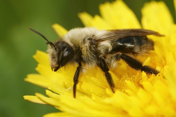 Quels sont les effets des changements environnementaux sur le comportement des abeilles?