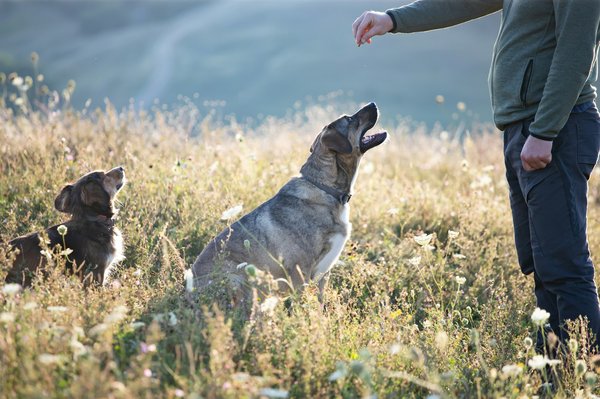 Les fondamentaux du dressage pour votre chien décryptés