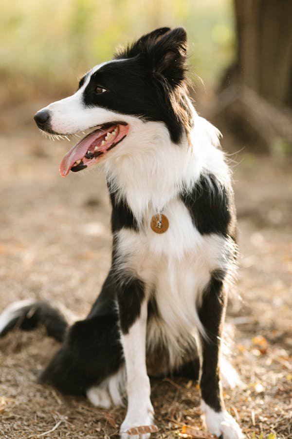 Les médailles pour chiens : style et sécurité en un seul accessoire